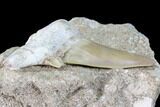 Otodus Shark Tooth Fossil In Rock - Eocene #87012-2